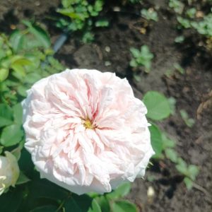Клер Роуз
